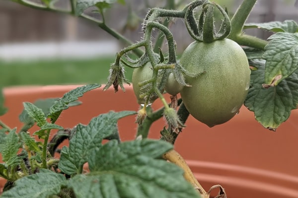 tomato plants grows on pot