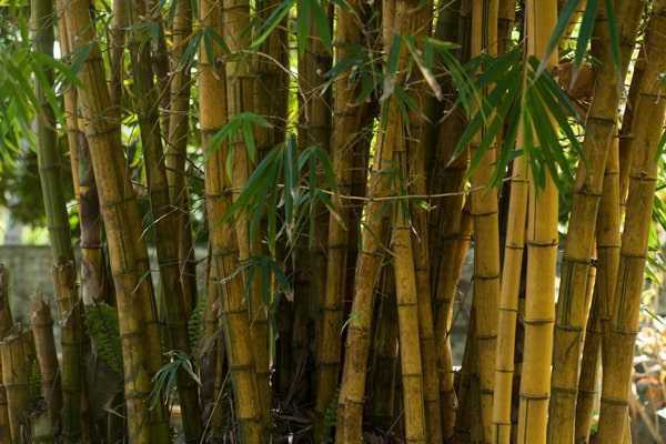 bamboo plants