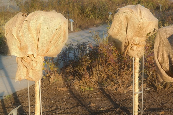 plants wrapped in burlap