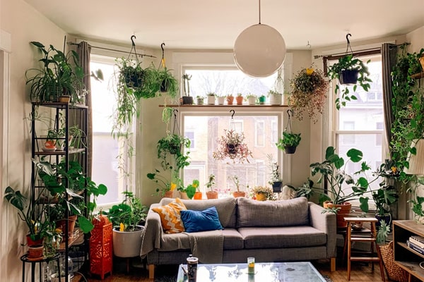 Best Plants for Indoor Hanging Garden and How To Hang Them – ECOgardener