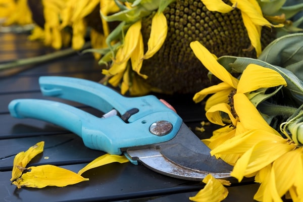 5 Things To Know Before Buying Pruning Shears