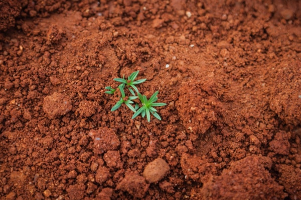 top view of plants planted in a brown soil