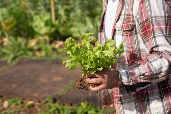 man holding fresh harvest lettuce