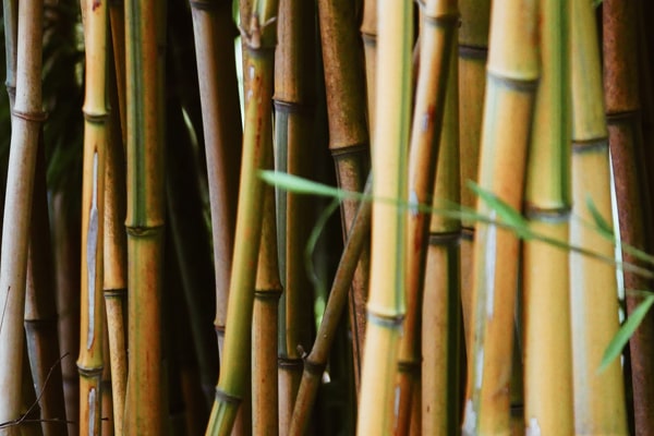 bamboo plants