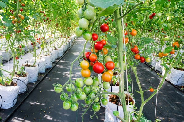 Tomato garden using landscape fabric 