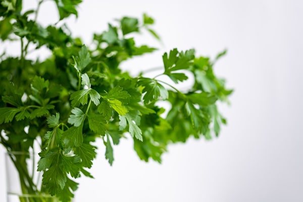 Bunch of parsley herbs