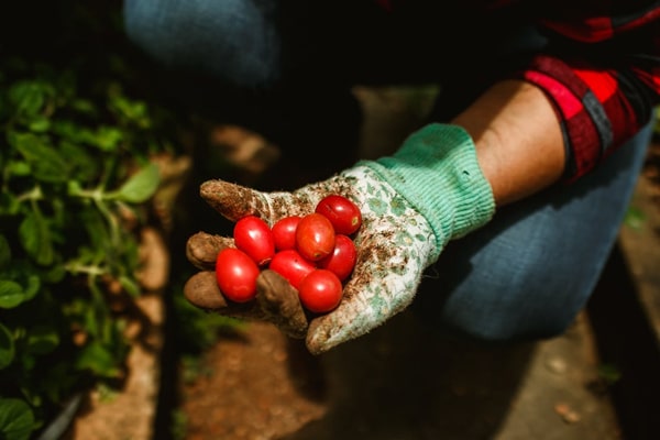 gardener holding tomatoes
