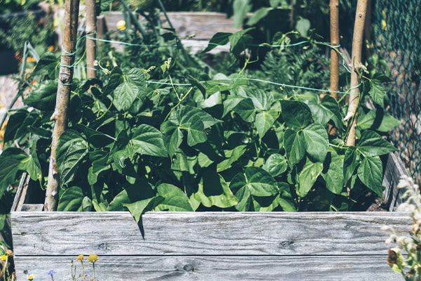 vegetable garden greenhouse