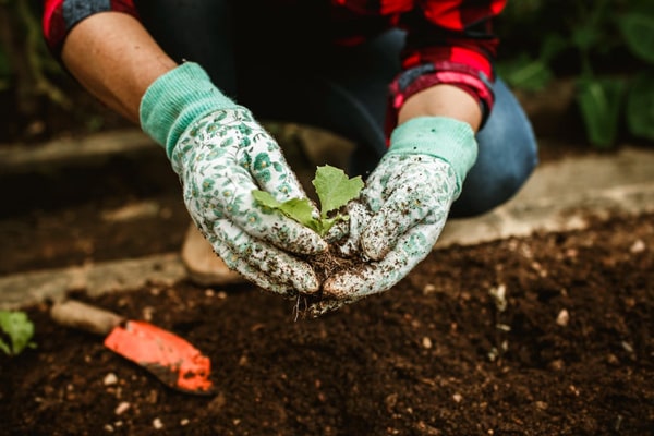 gardener with gloves holding smnall plants width=