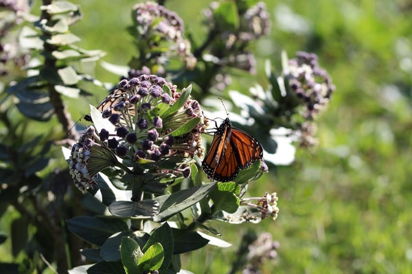 Swamp milkweed plants