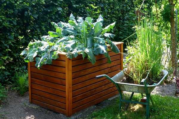 vegetables planted on raised beds
