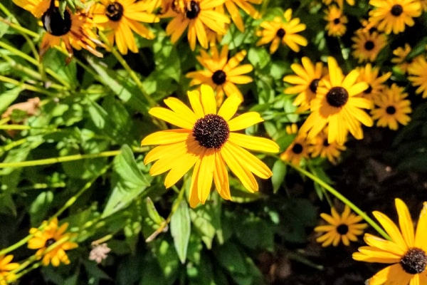 Black eyed Susan flower top view