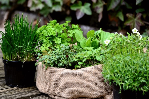 herb plants