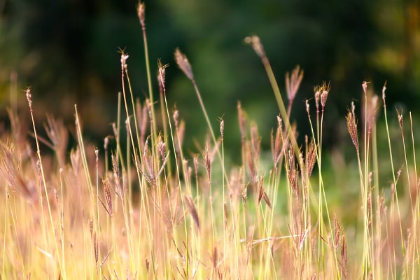 Johnson grass