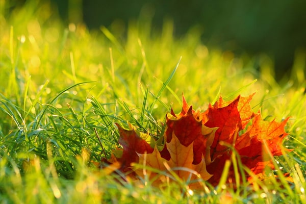 falling leaves