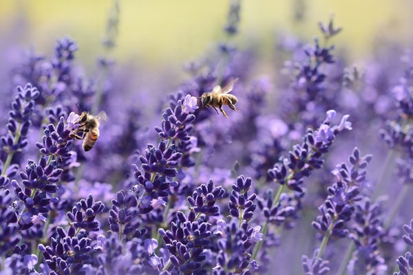 bee on lavender flower