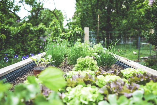 different kinds of herbs grow in raised bed