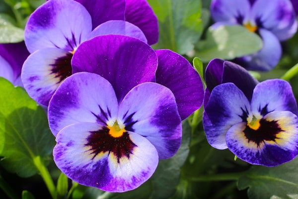 pansies flower plants