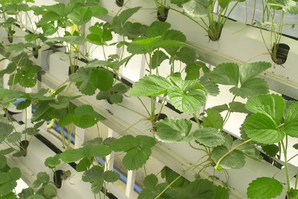 lettuce hydroponic garden