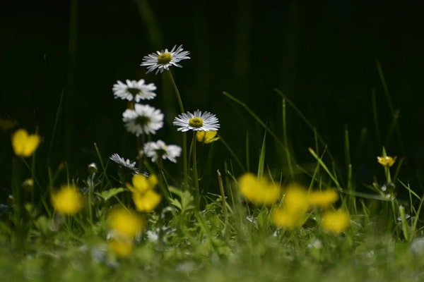 flower grass garden lawn dandelions