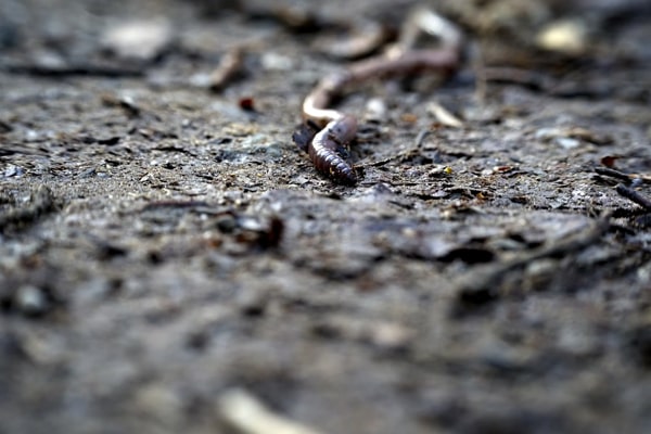 soil worm