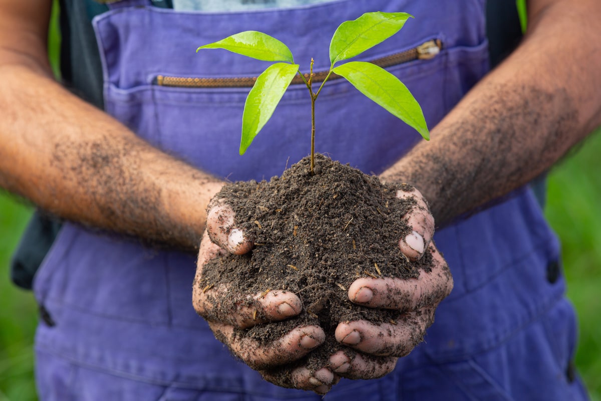 Recycling perennial plants