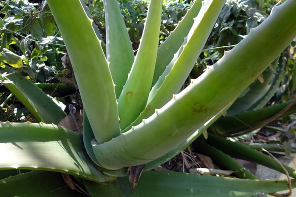 aloe vera 