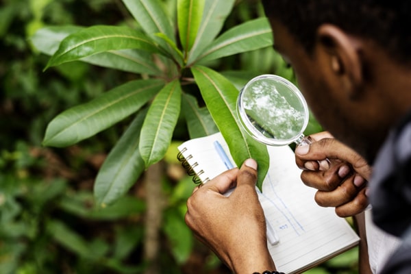 A gardener checking a leaf of a plant for diseases
