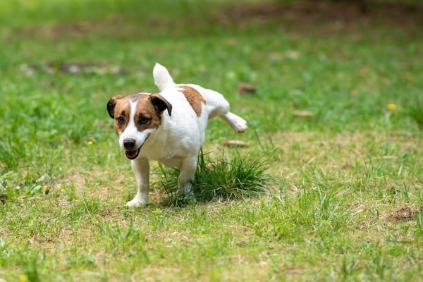 5 Ways to Prevent Your Dog from Ruining Your Grass – ECOgardener