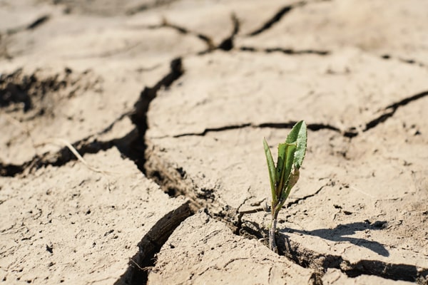 An image of a dry soil with a little plant in it