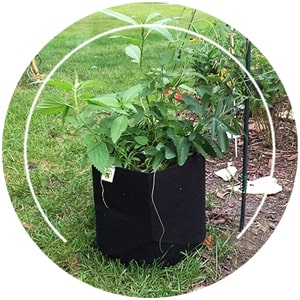 Will Using Grow Bags Make Gardening Easier? – ECOgardener