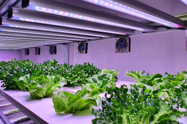 Hydroponic Garden Under UV lights