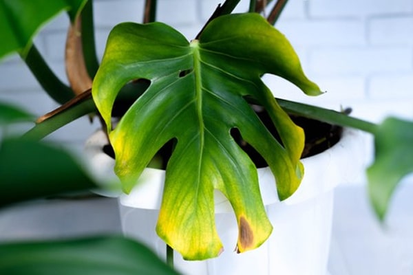 yellowish monstera leaf