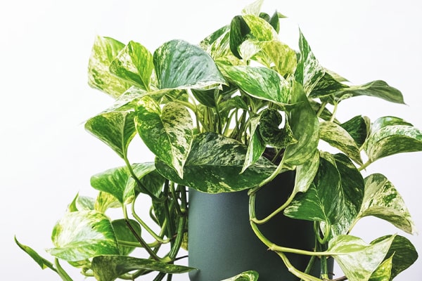 pothos plants