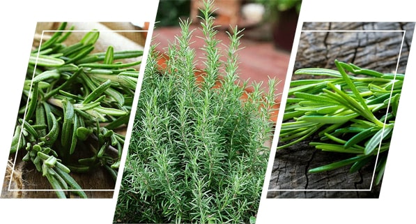 Rosemary: A Landscape Herb That Has It All!