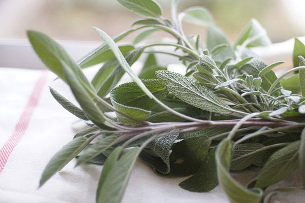 Sage Herb