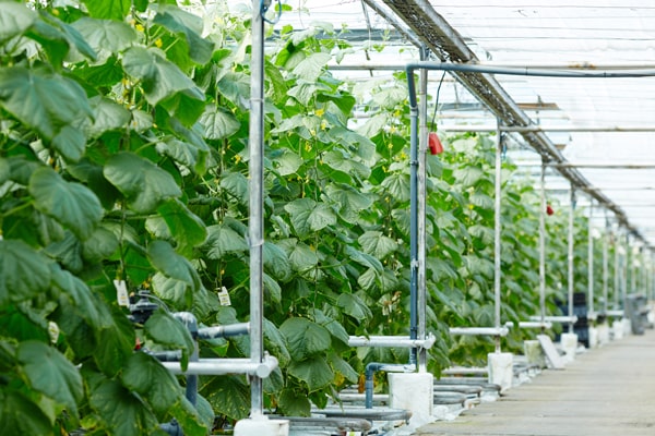 A smart irrigation system