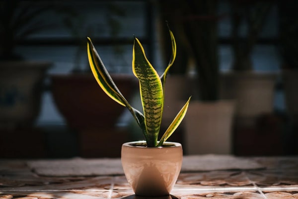 snake plants