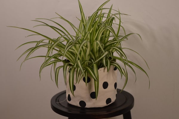 spider plant