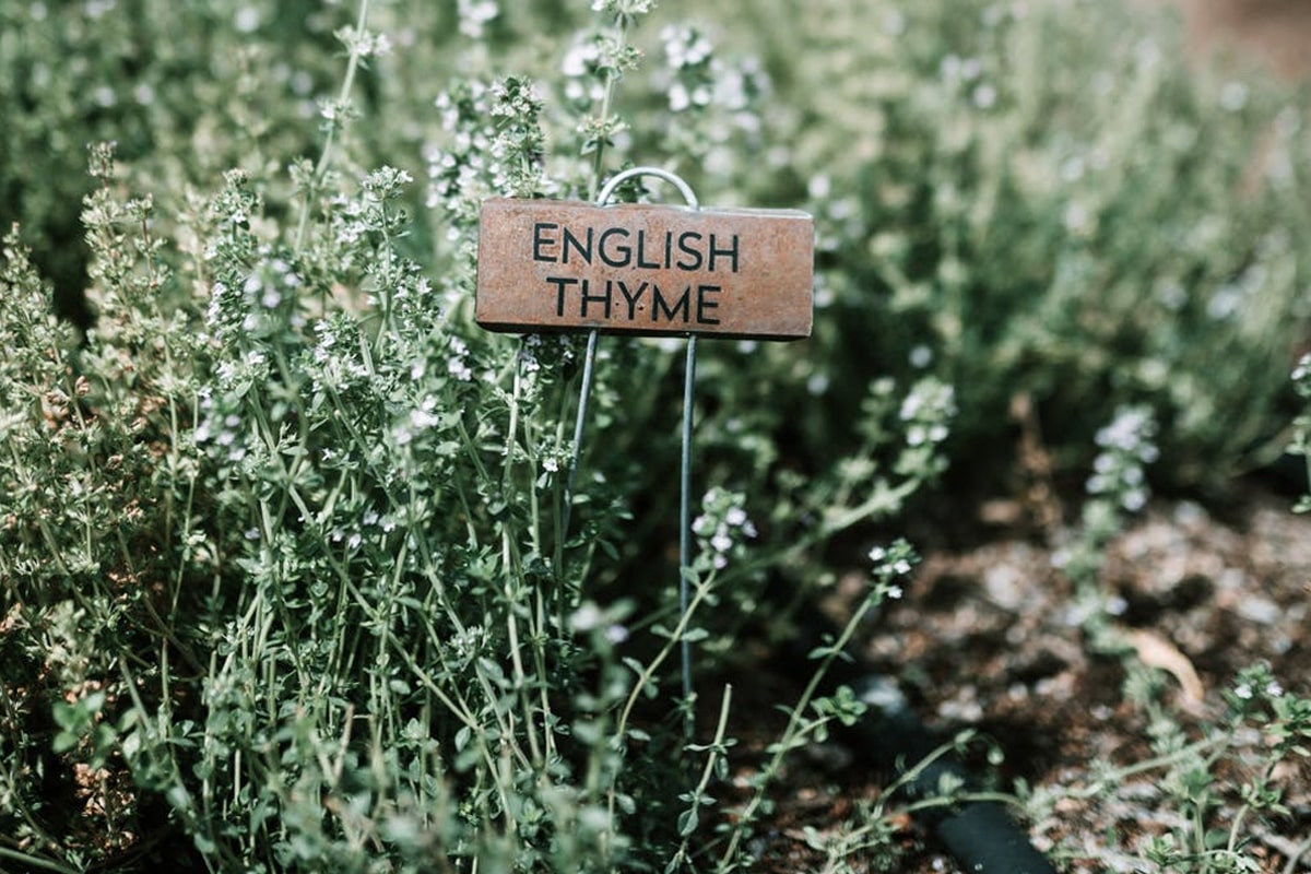 Thyme plant at the backyard garden