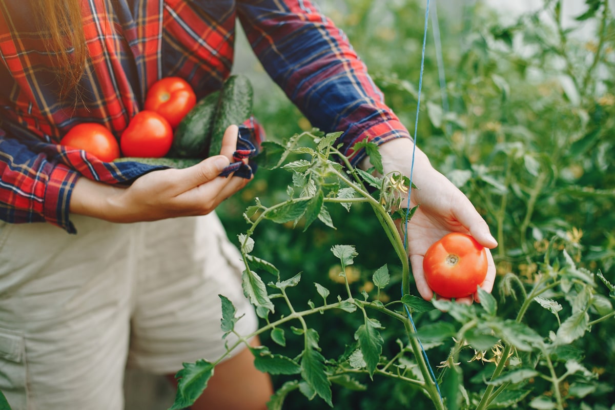 Woman harvesting vegetables