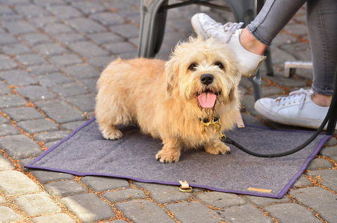 dog on lead in cafe