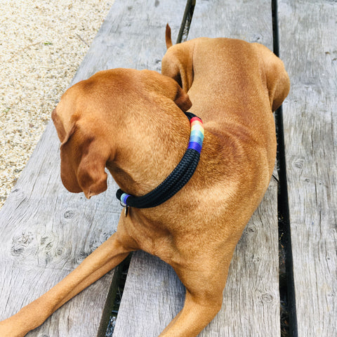 gorgeous rainbow dog collar