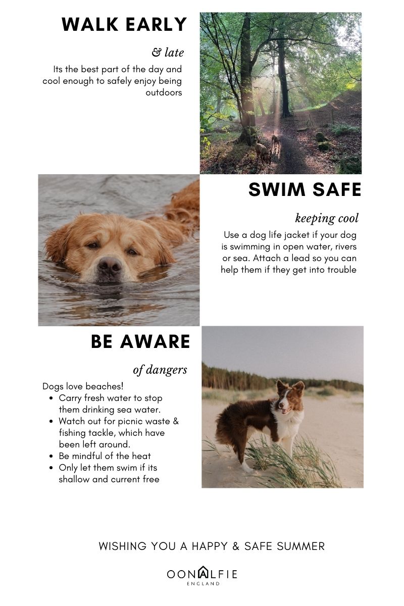 Dog swimming tips dog beach safety