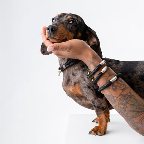 miniature dachshund in luxury dog collar