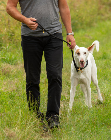 Brown and white dog being walked on luxury clip lead