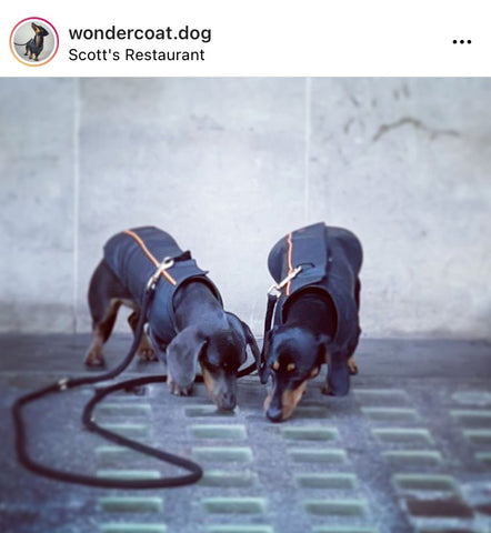 wondercoat multiway training line dachshunds