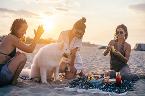 dog on beach holiday