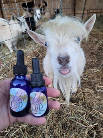 Bubba Beans the goat and Alni CBD Oil