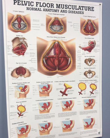 Pelvic Floor Muscles chart Aquacare Physical Therapy